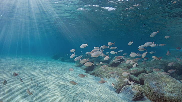 The ocean floor in crystal clear blue waters